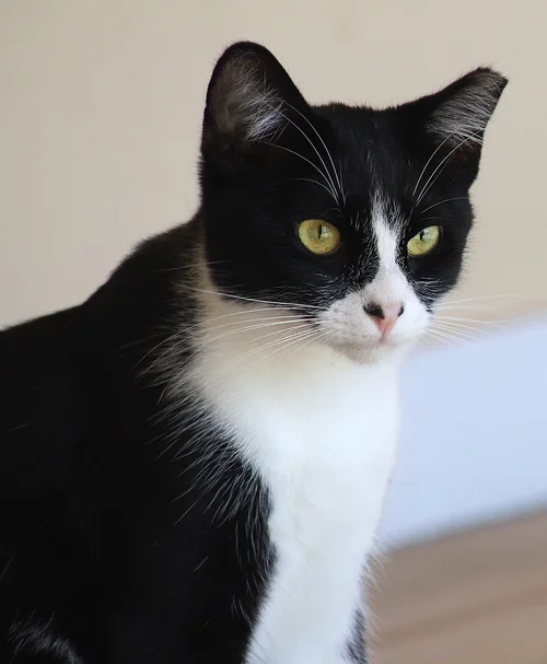 Domino