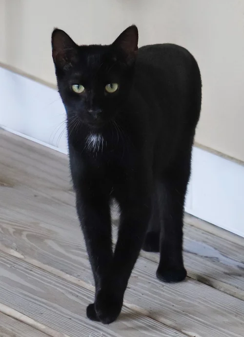 Echo