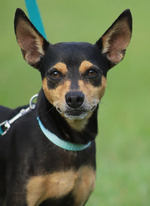 Oliver - Adop Pending (101726)