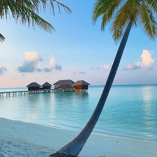 Looking for the dreamiest honeymoon spot in the whole wide world?! You have to go the Maldives! Voted one of the top honeymoon destinations in the world. And yes the water really is that blue 💙🌴☀️