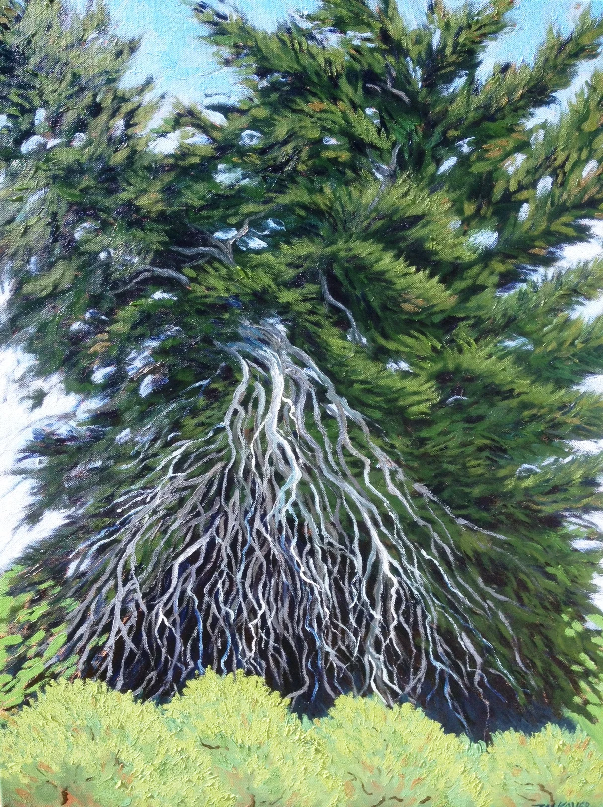 Gaviota Cypress