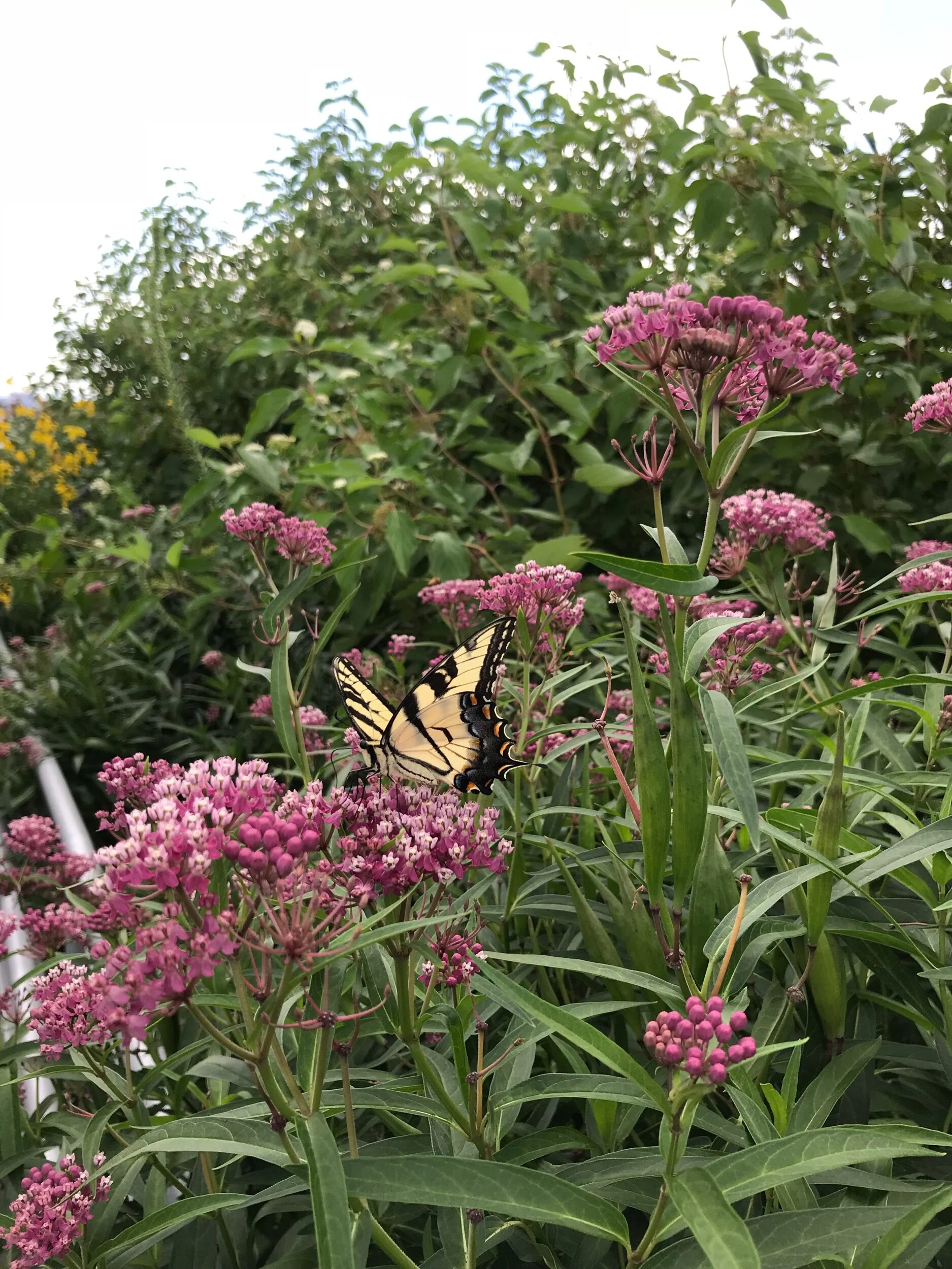IMG_6788.jpeg