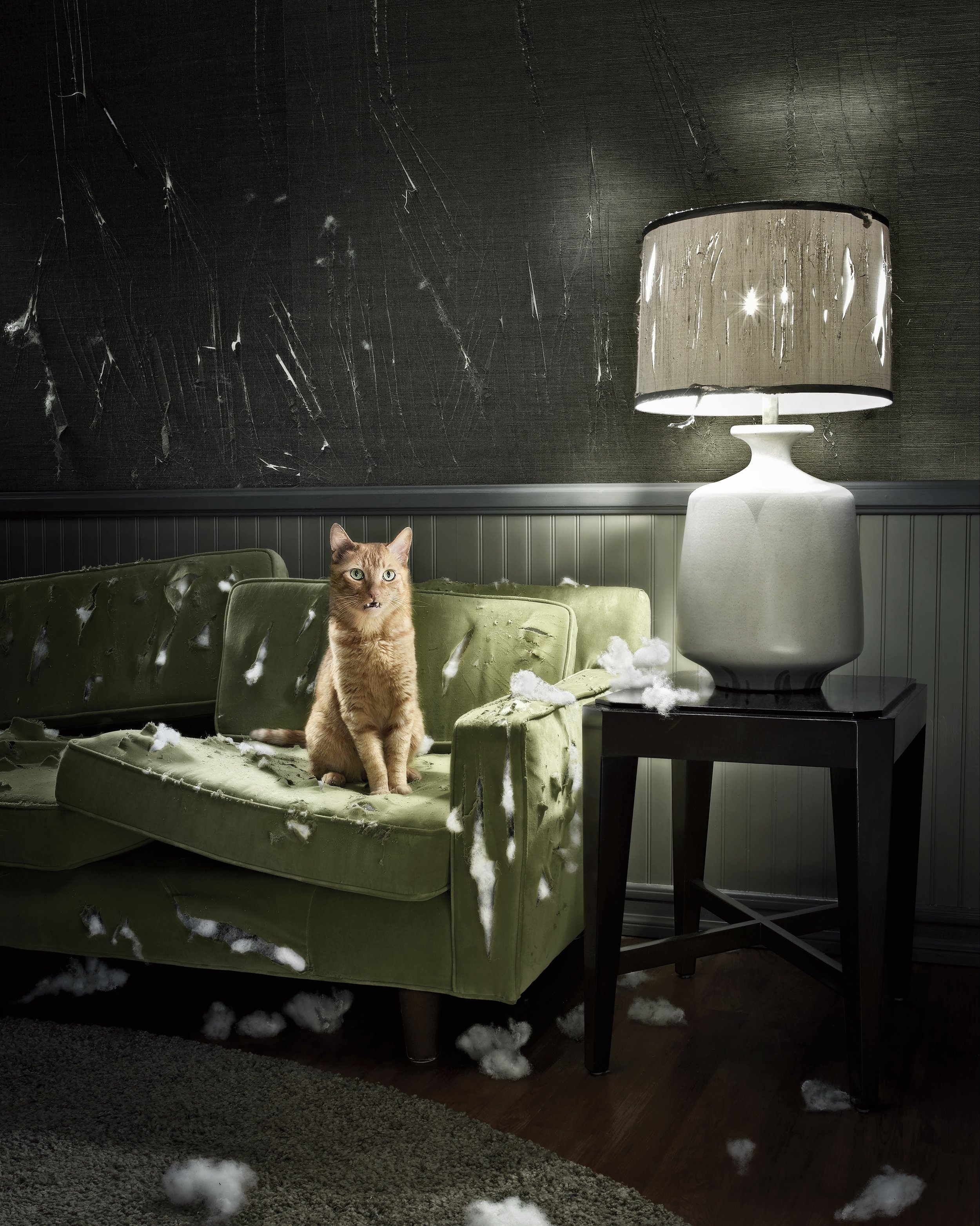 SA_Zachary Scott_Cat Couch.jpeg