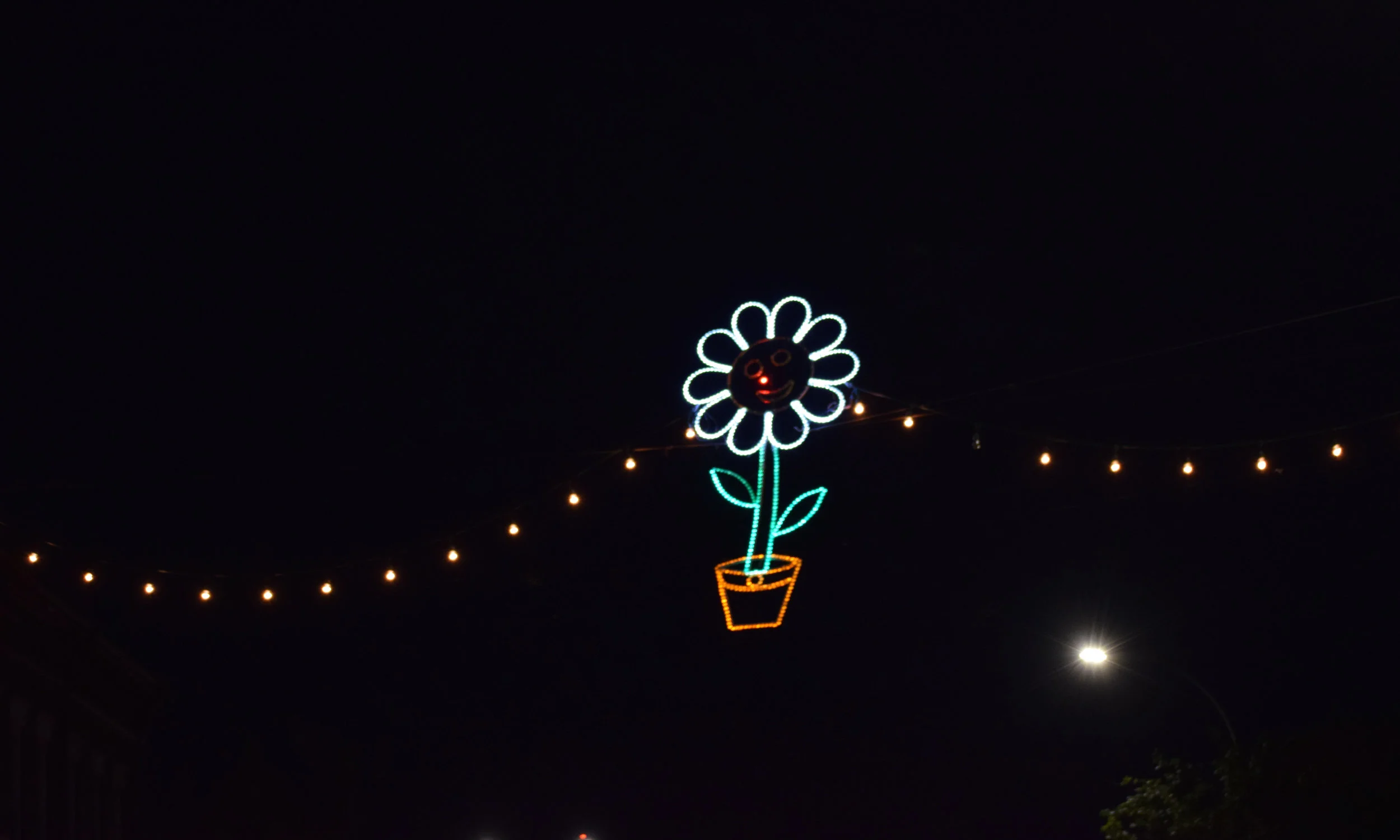 DSC_0534.jpg