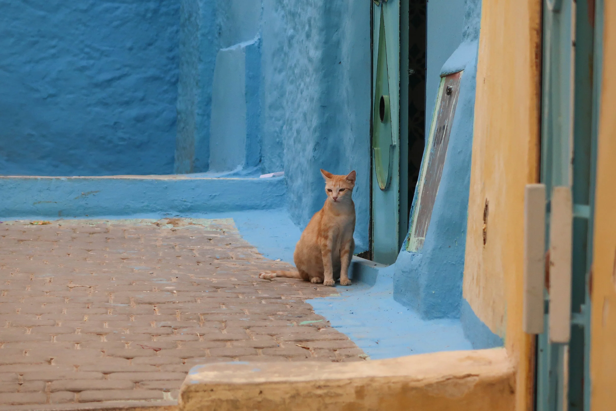 Street cat in the sacred town of Moulay Idriss in Morocco.