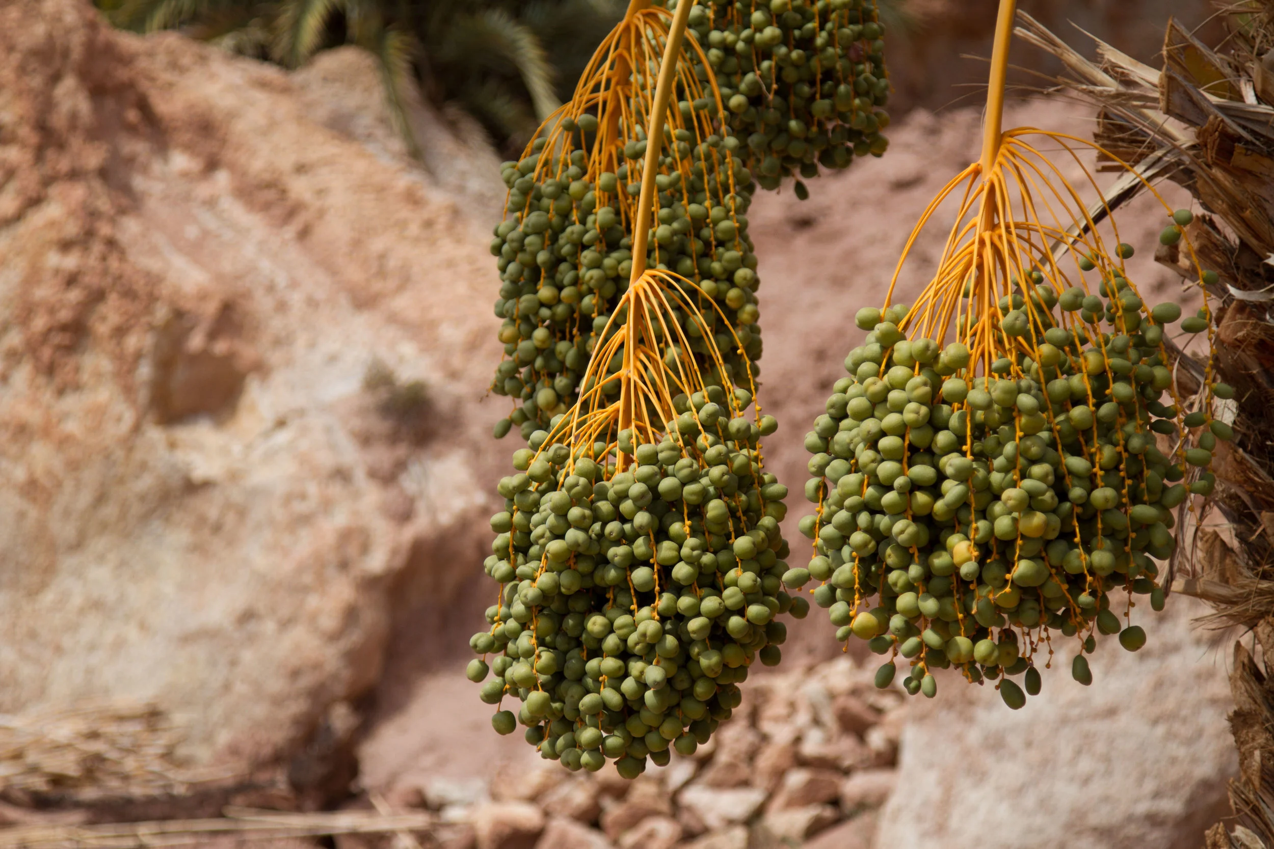 An abundance of date trees are grown throughout the arid land