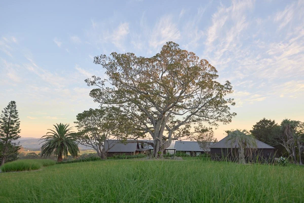 SADDLEBACK MOUNTAIN HOUSE || An Australian Hillside Home Curved Around an Ancient Moreton Bay Fig