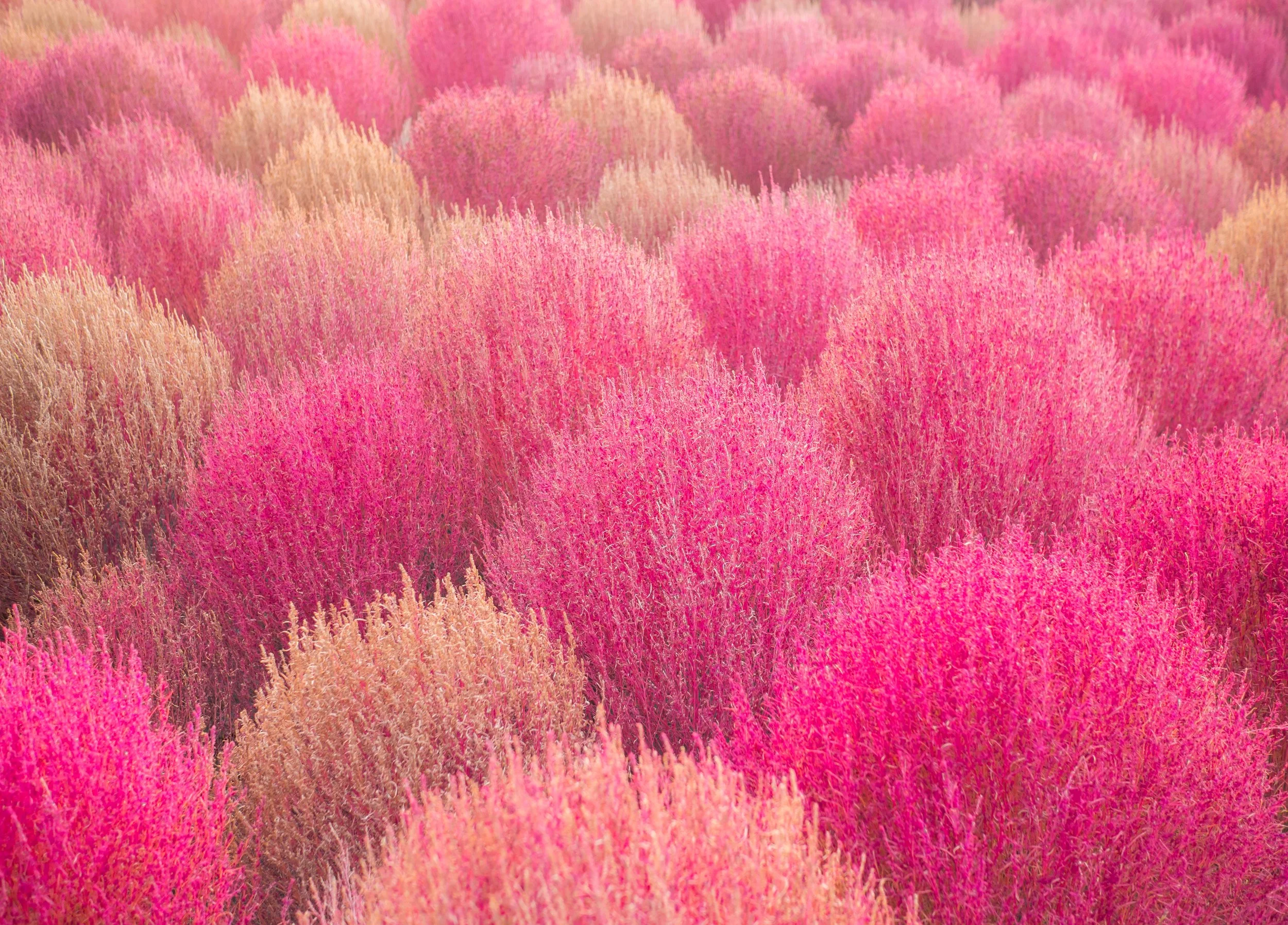 SOUTH KOREA || 5 Enchanting Destinations for Pink Muhly Grass You Can't Miss