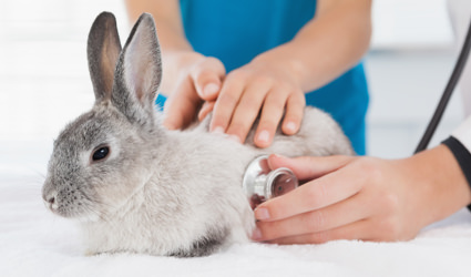 Veterinarian using a stethoscope on a rabbit.