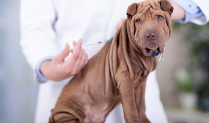 Veterinarian giving a shot to a puppy.