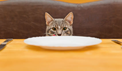 A cat sitting in front of a plate.