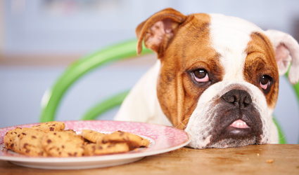 A sad-looking dog not eating treats in front of him.