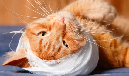 A cat with a bandaged head.