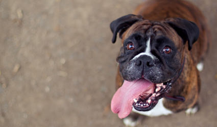 Happy dog with tongue sticking out.