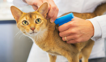 Veterinarian inserting microchip in cat.