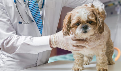 Veterinarian performing check up on a small dog.