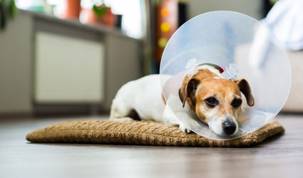 A dog laying down, wearing a cone.
