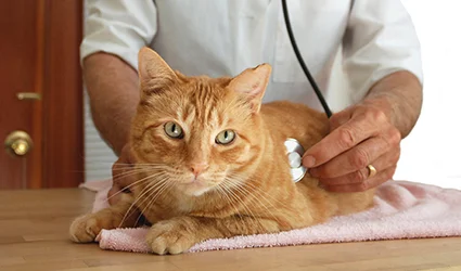 Cat Checkup.jpg