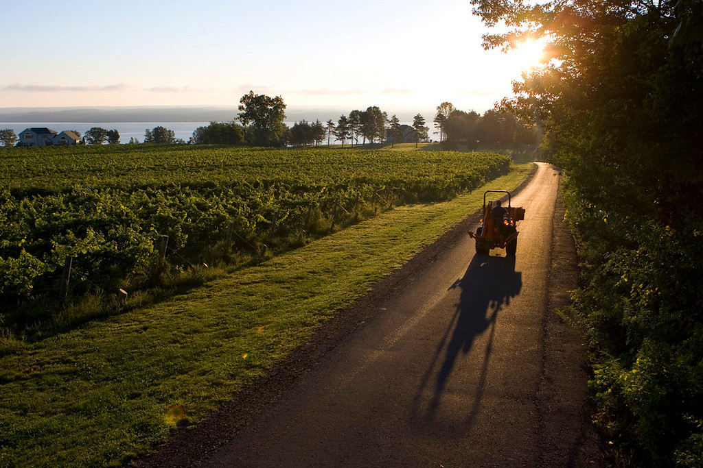 T hirsty Owl Wine Company is a destination winery, midway up the West side of Cayuga Lake, dedicated to producing high quality wines. With 150 acres and over 2,000 feet of Lake Frontage, visitors can taste fine wine and enjoy breathtaking views of the lake and vineyards. They have both mature plantings and several new acres planted in prime growing areas that border the lake's 300 feet plus waters. The water's ability to regulate air temperature lends to a meso climate that produces exceptional wines. Thirsty Owl offers tastings, a gift shop, and a bistro which operates seasonally. Our knowledgeable staff offers Thirsty Owl's great wine and food in a fun and friendly atmosphere, while providing the unforgettable experience of visiting an exceptional wine region. The Thirsty Owl Wine Company's name has become synonymous with award winning wines. The winery has won many prestigious awards including the Governor's Cup and the John Rose award for their Rieslings. This past year its Pinot Noir was the highest rated North American Pinot at the Taster's Guild International competition. 