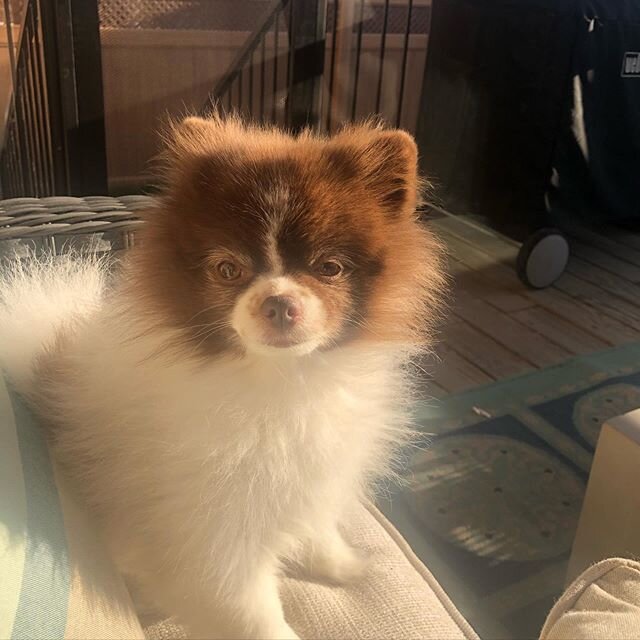 Look at how long Ruby&rsquo;s hair is! We are all embracing being out of our comfort zone. Even our fur babies.