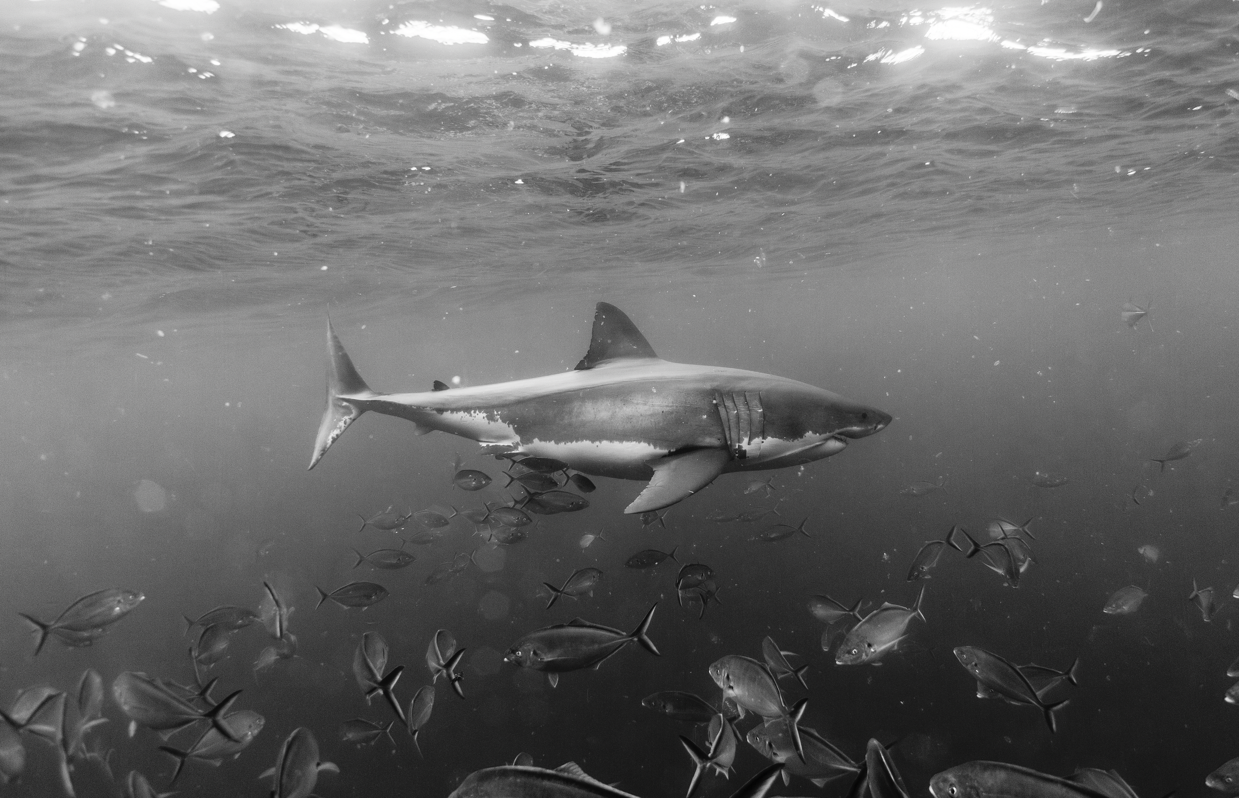 GREATWHITESHARK_NICKGREENPHOTO