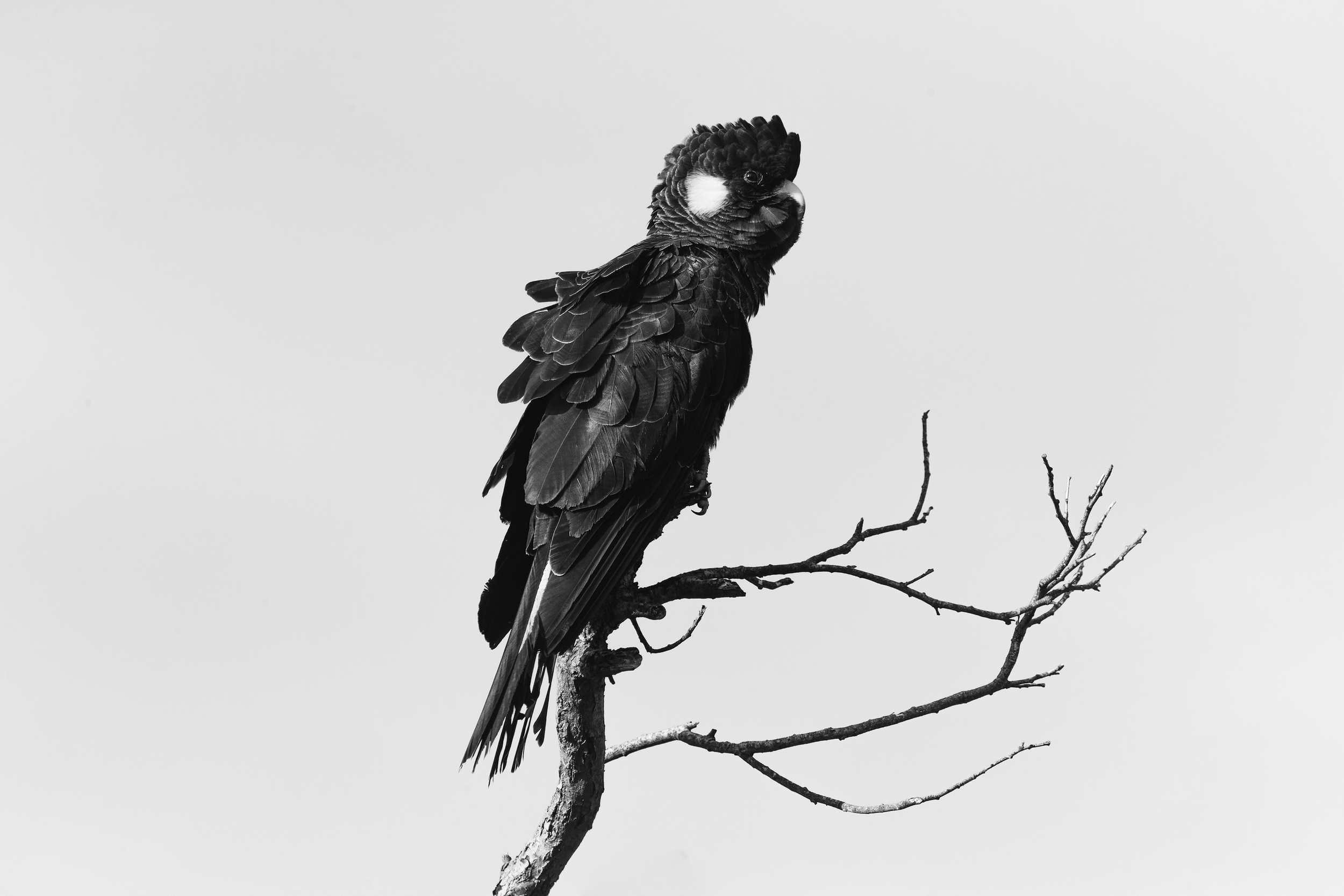 BLACKCOCKATOO_NICKGREENPHOT.png