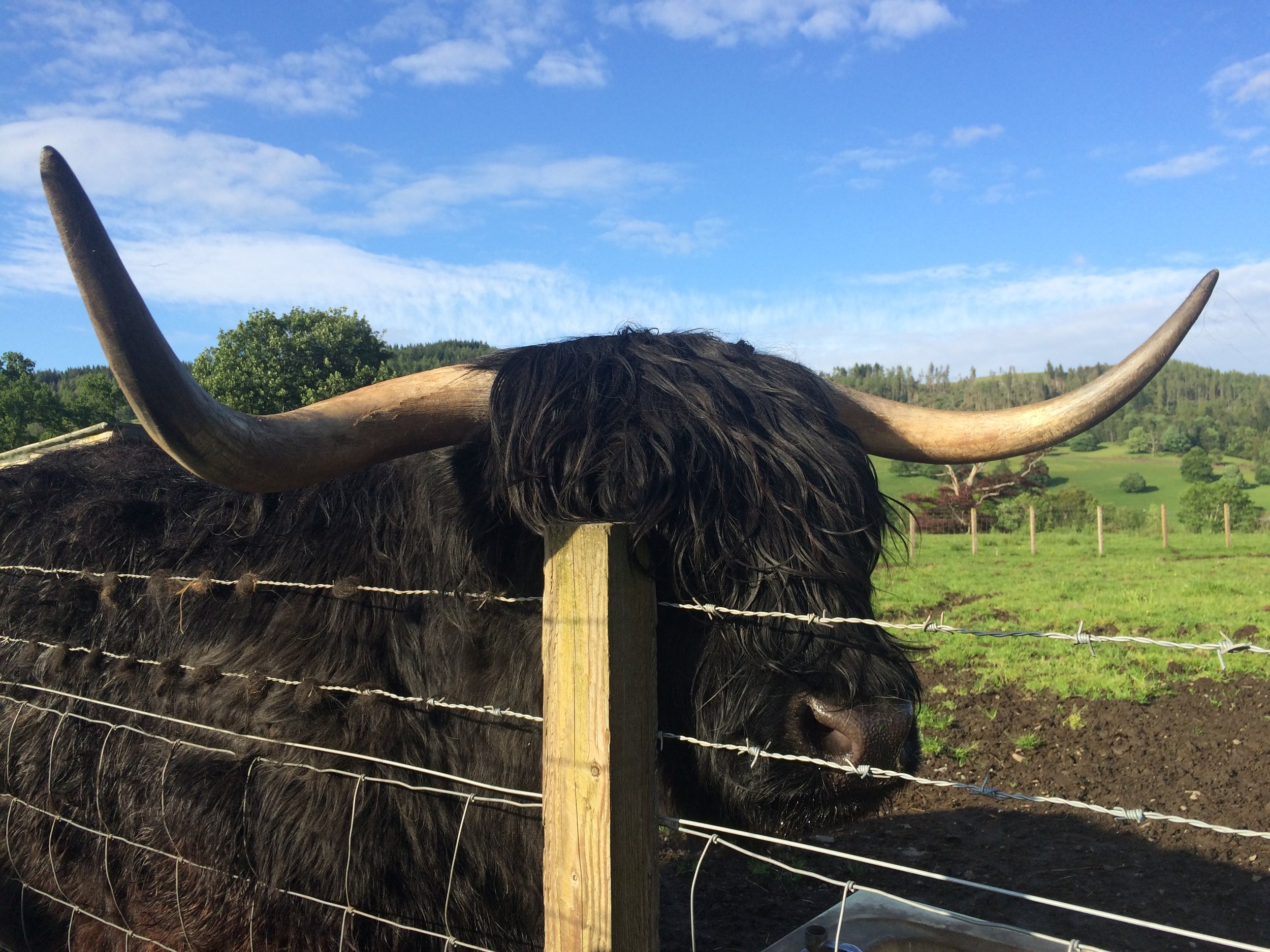 Scottish Cow