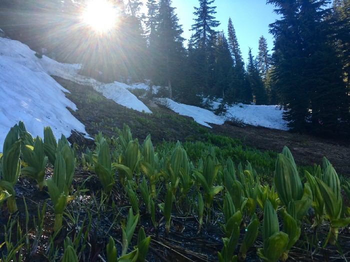 Wild lettuce growing up out of the snowy hillside