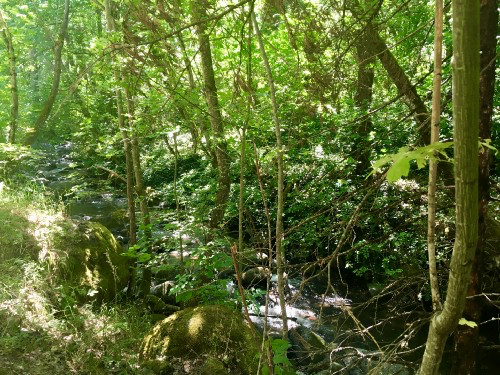 Lithia Park sometimes seems more “jungle” than “park”.