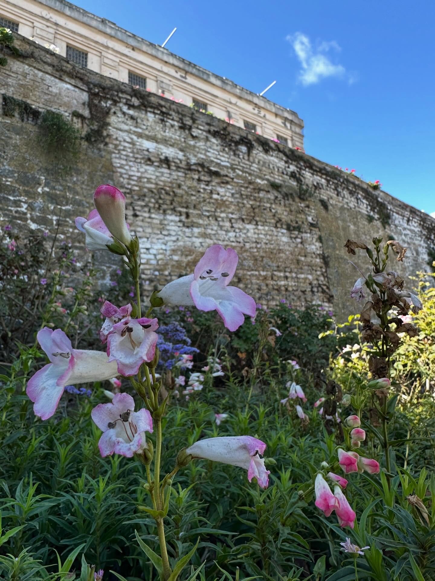Flowers of Alcatraz. Proof that something beautiful can exist in the shadow of something terrible. #flowerstagram #alcatraz