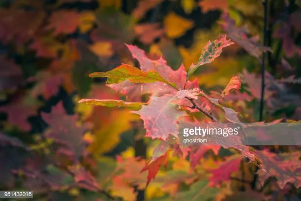 Linden Hills Holiday Market