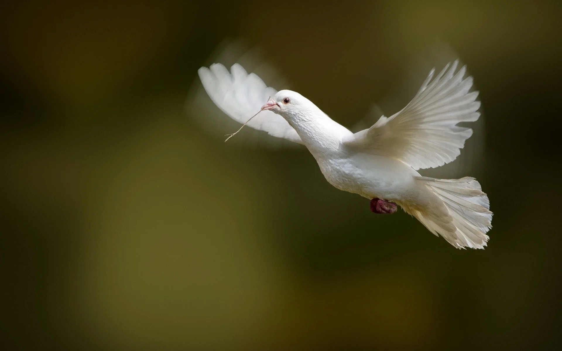 flying-white-dove-hd-wallpaper-download.jpg