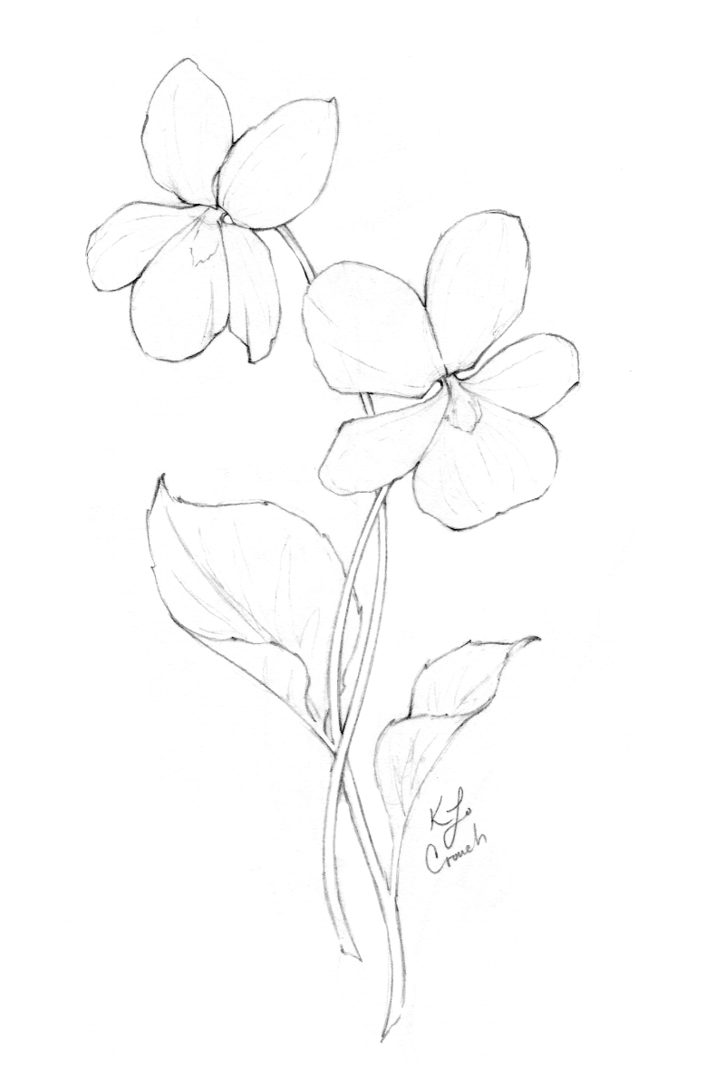 Flower Drawings | Inktober 2018 Roundup — Blushed Design