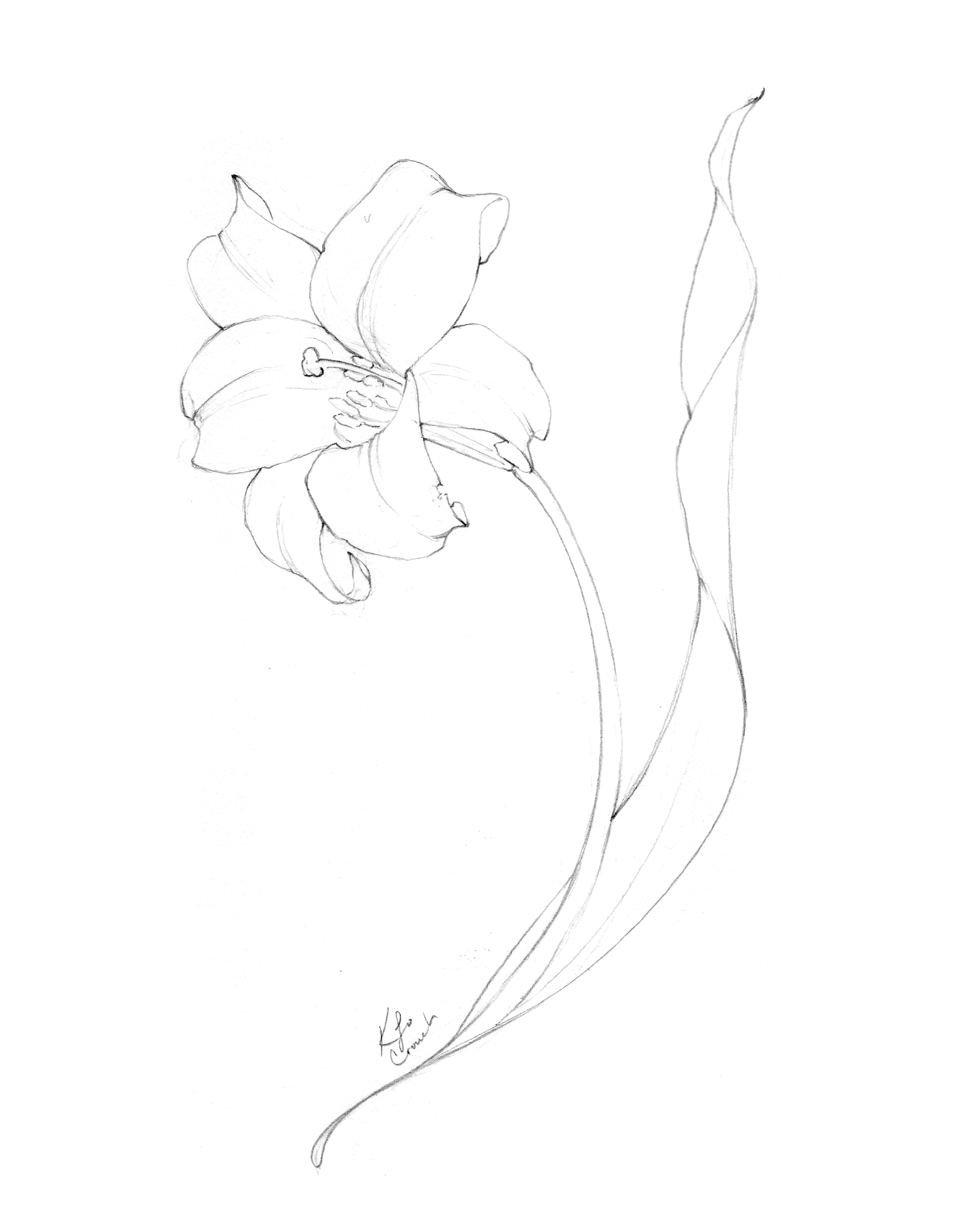Flower Drawings Inktober 2018 Roundup Blushed Design Find & download free graphic resources for flower drawing. flower drawings inktober 2018 roundup