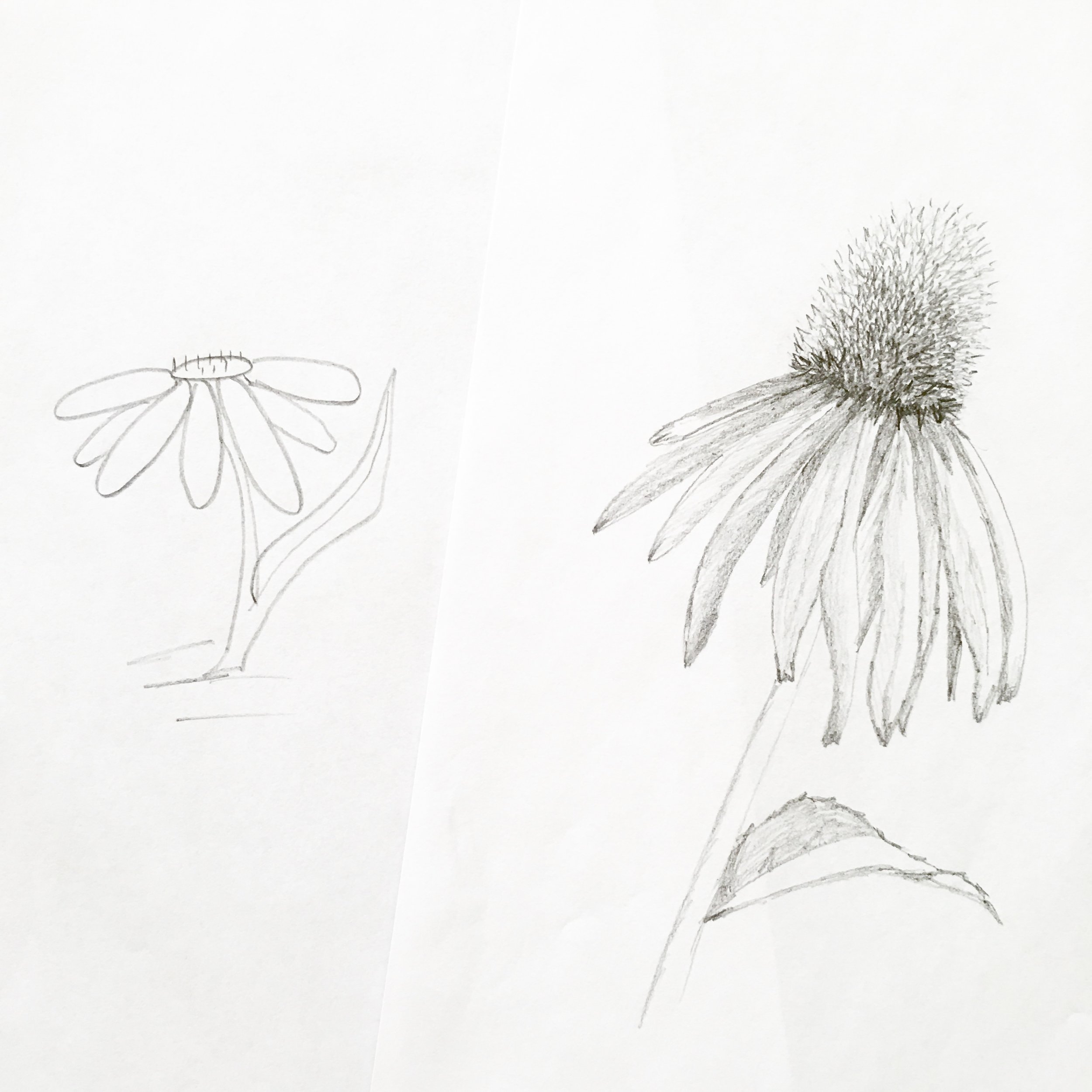 Featured image of post How To Draw A Realistic Flower For Kids