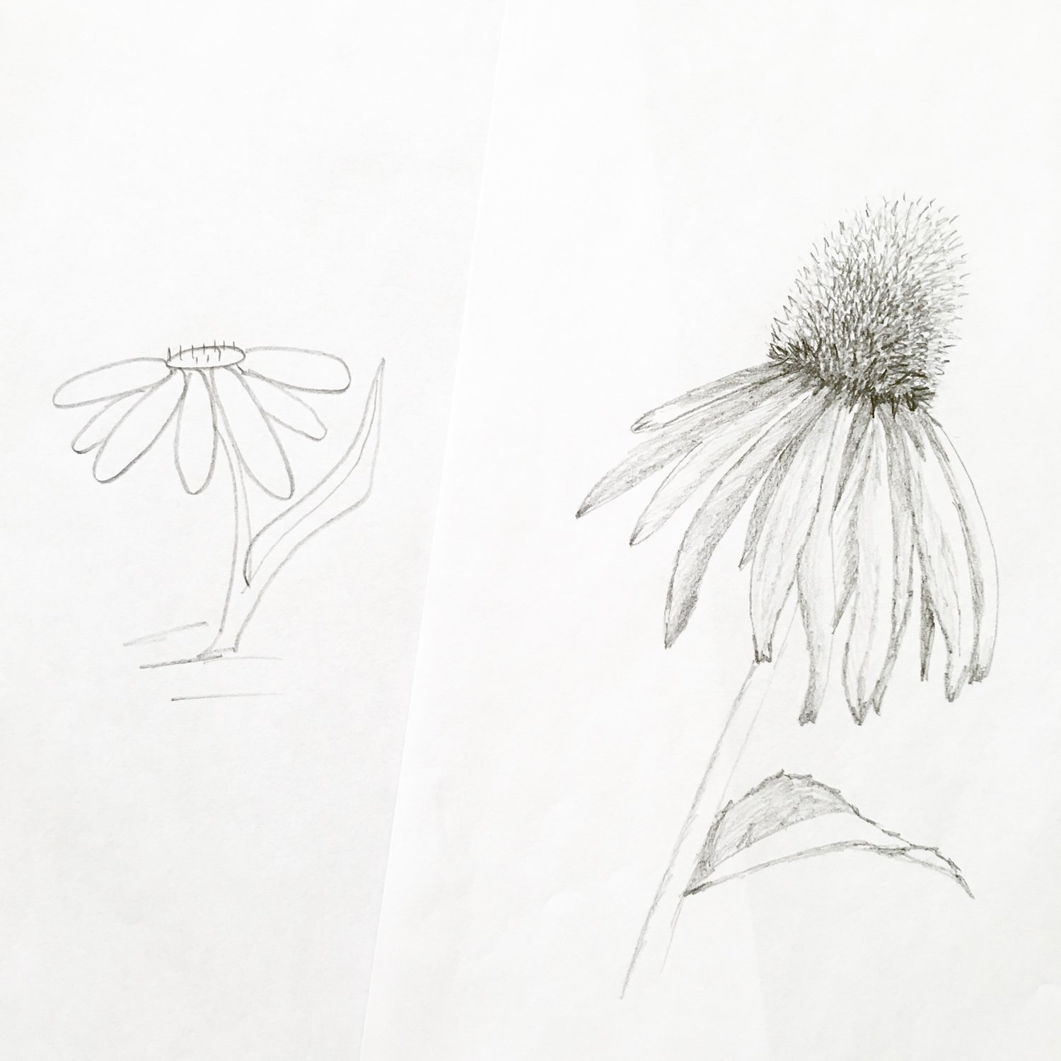 Improve Your Flower Drawing In Less Than 1 Week Blushed Design