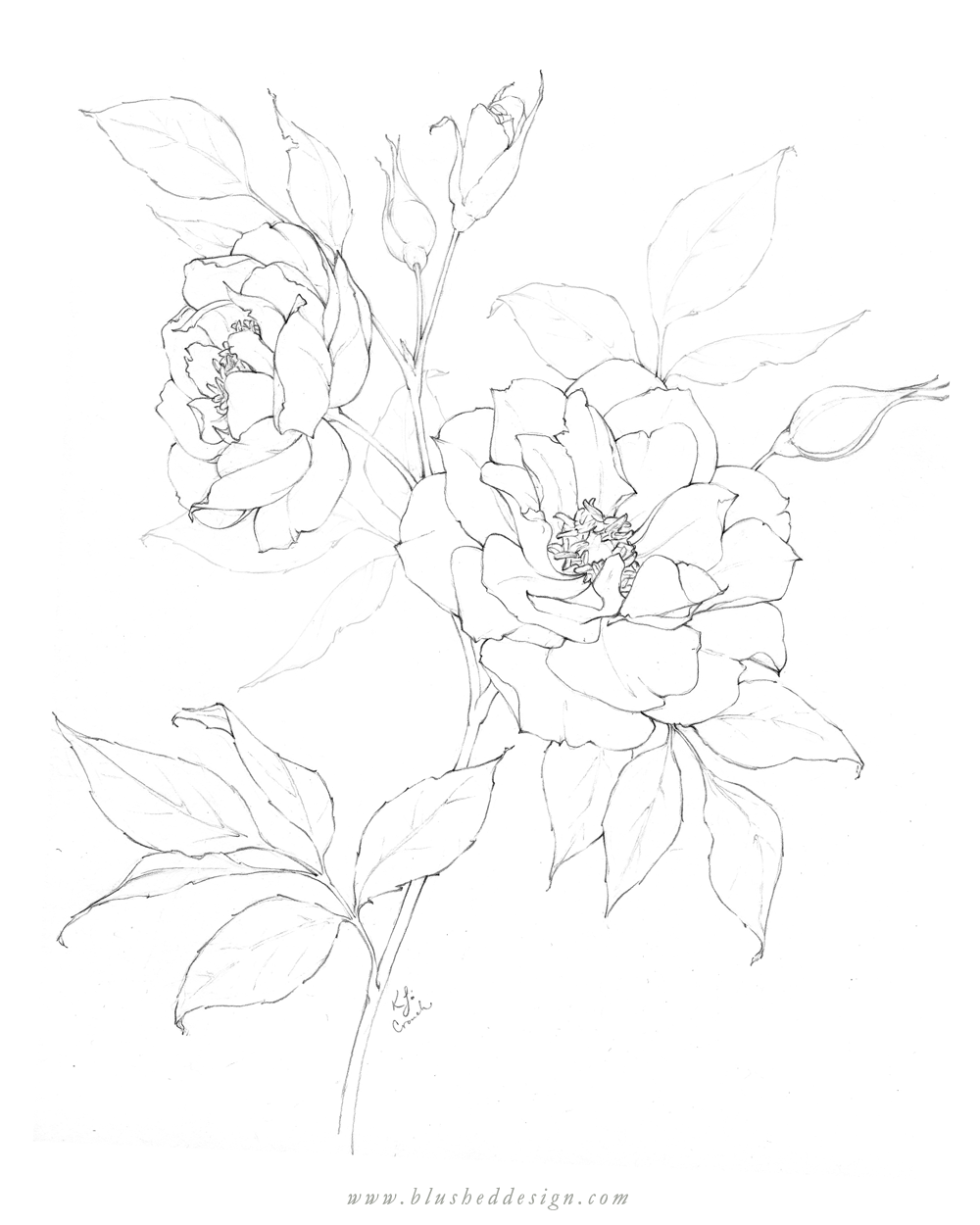 Flower Drawings - Spring 2019 — Blushed Design