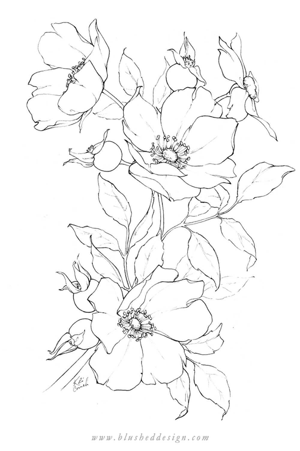 Flower Drawings - Spring 2019 — Katrina Crouch | Blushed Design