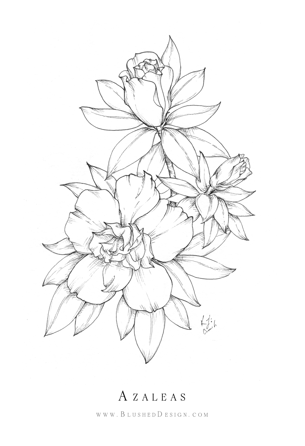 Delicate flower drawings