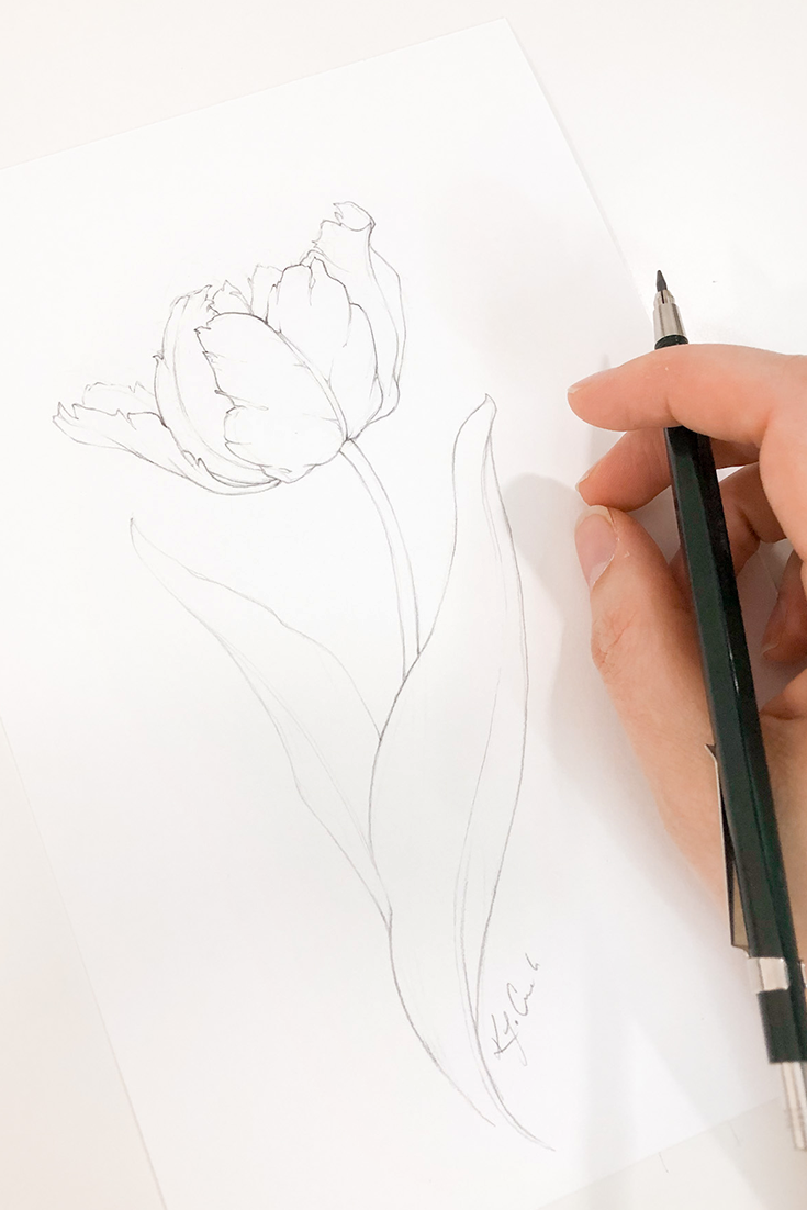 Tulip-Drawing-how-to-BDC21.png
