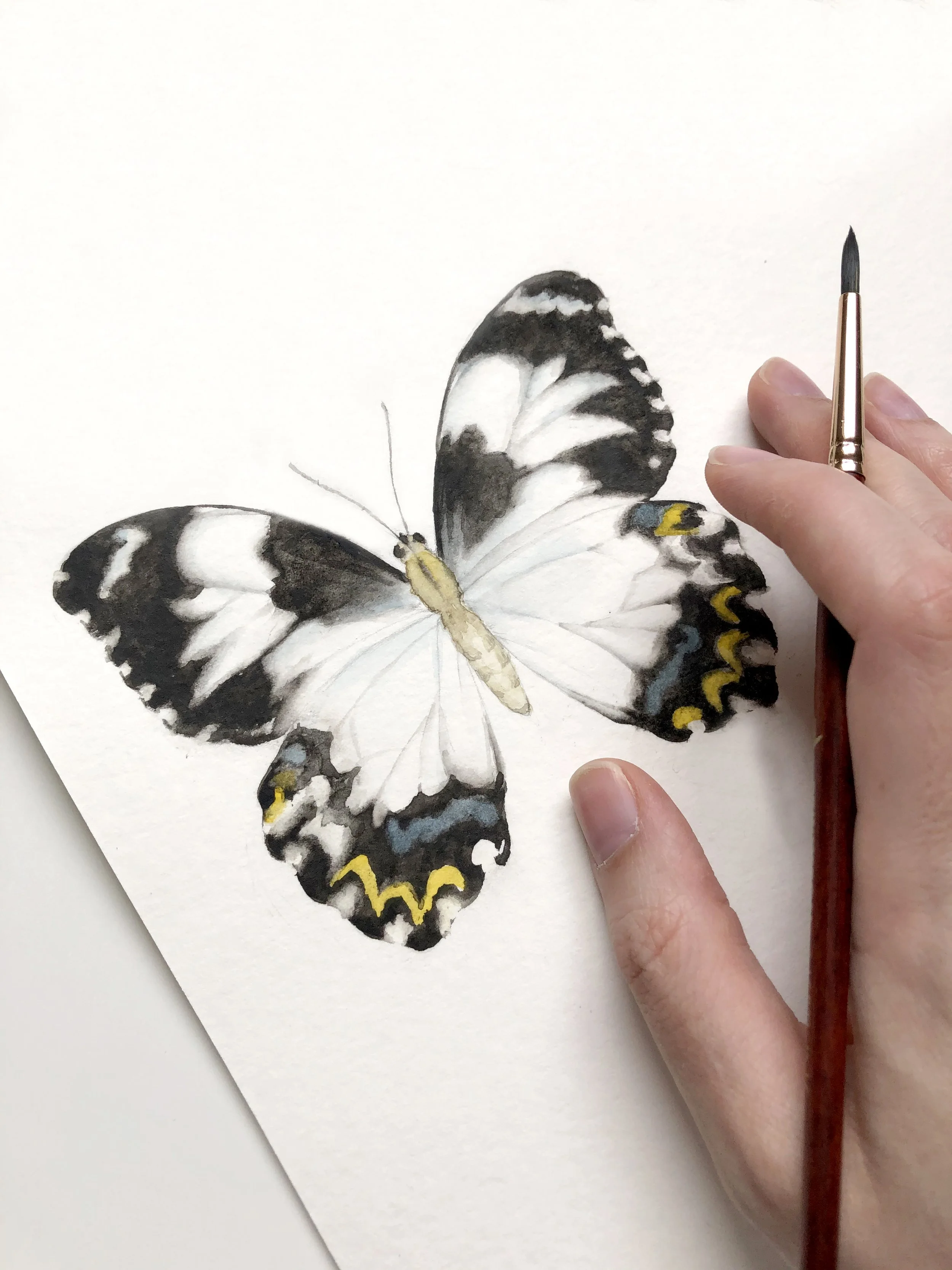 Spot Illustration - Watercolor