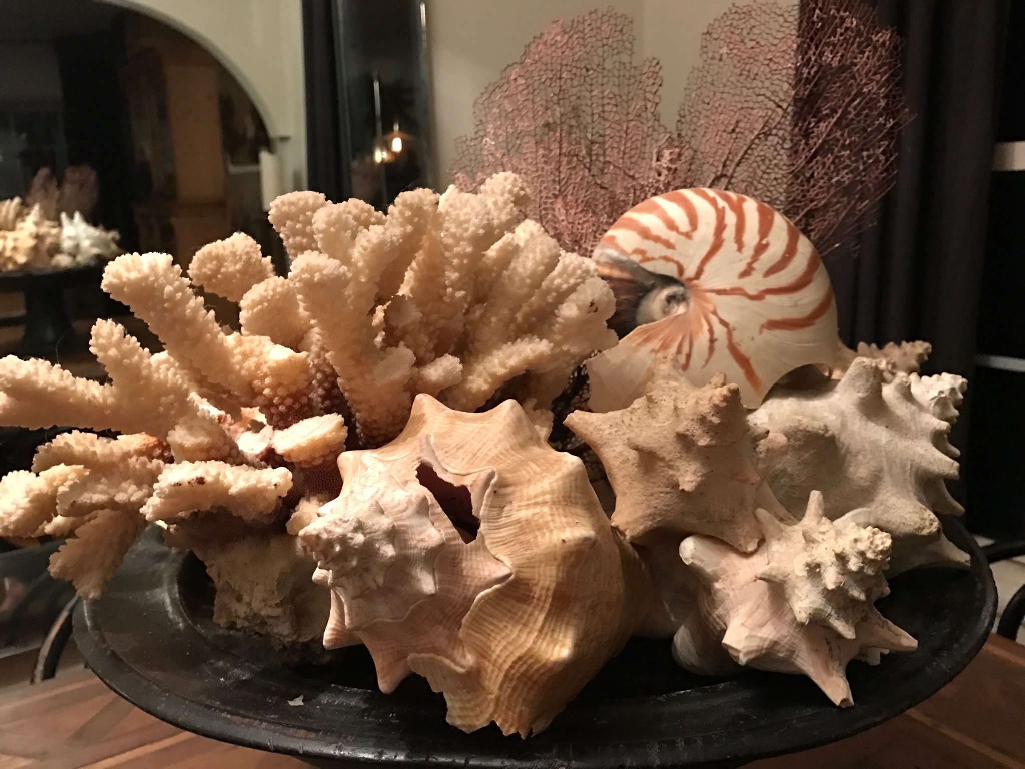 Shells Gathered from Vacations