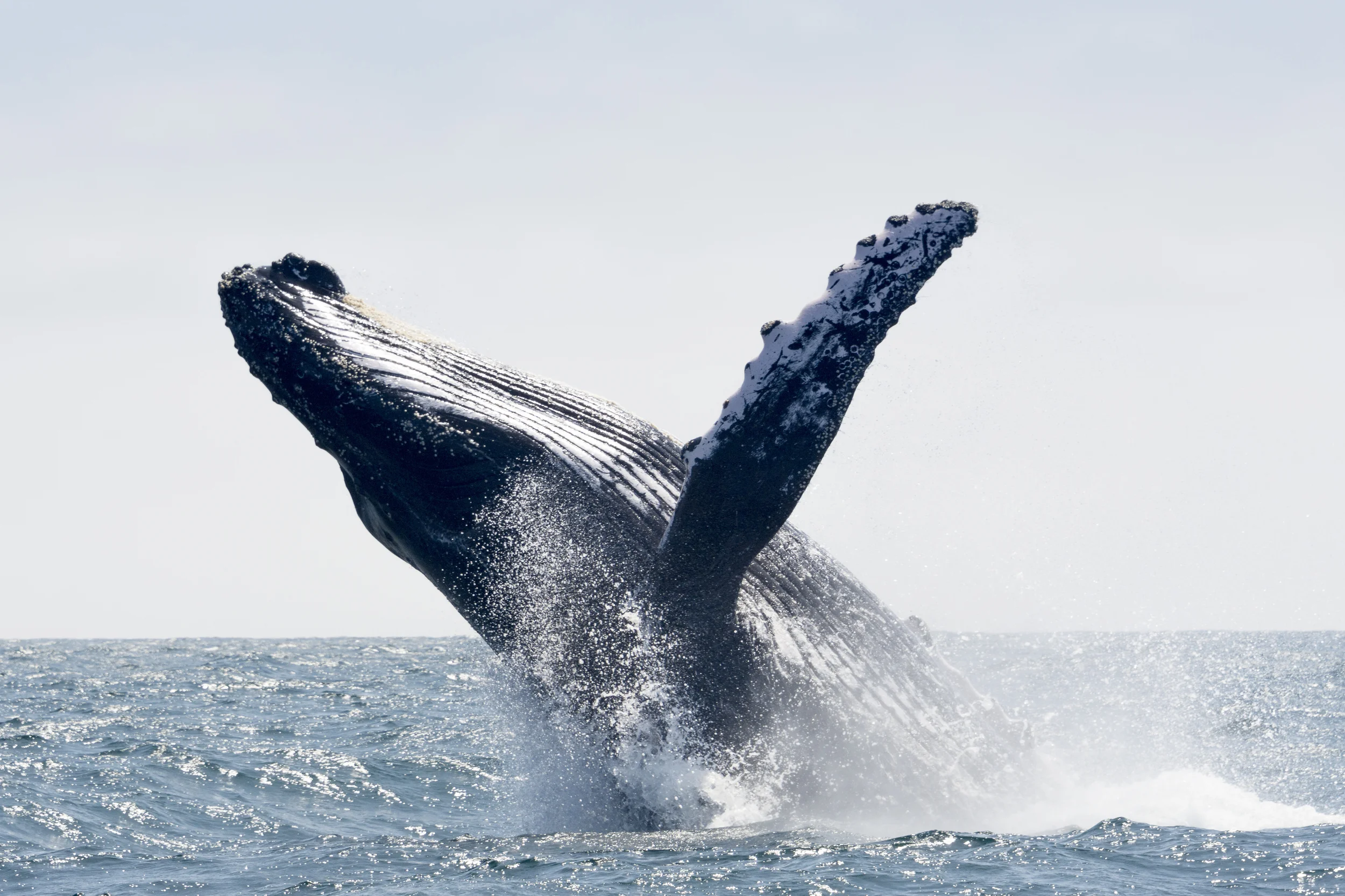 Humpback whale.jpg