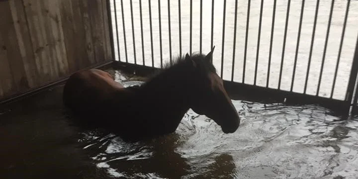 harveyfoal.jpg