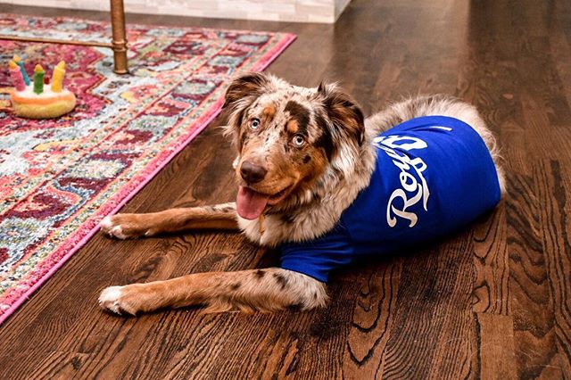 Furever Royal 👑💙⚾️ Frappe is ready for opening day!!🐶🤪
&bull;
&bull;
&bull;
&bull;
#aussie #dogsofinstagram #openingday #royals #kansascity #aussiesofinstagram #dogs #kcroyals #mlb #dogoftheday #dogstagram #dogsbeingbasic #foreverroyal #australia