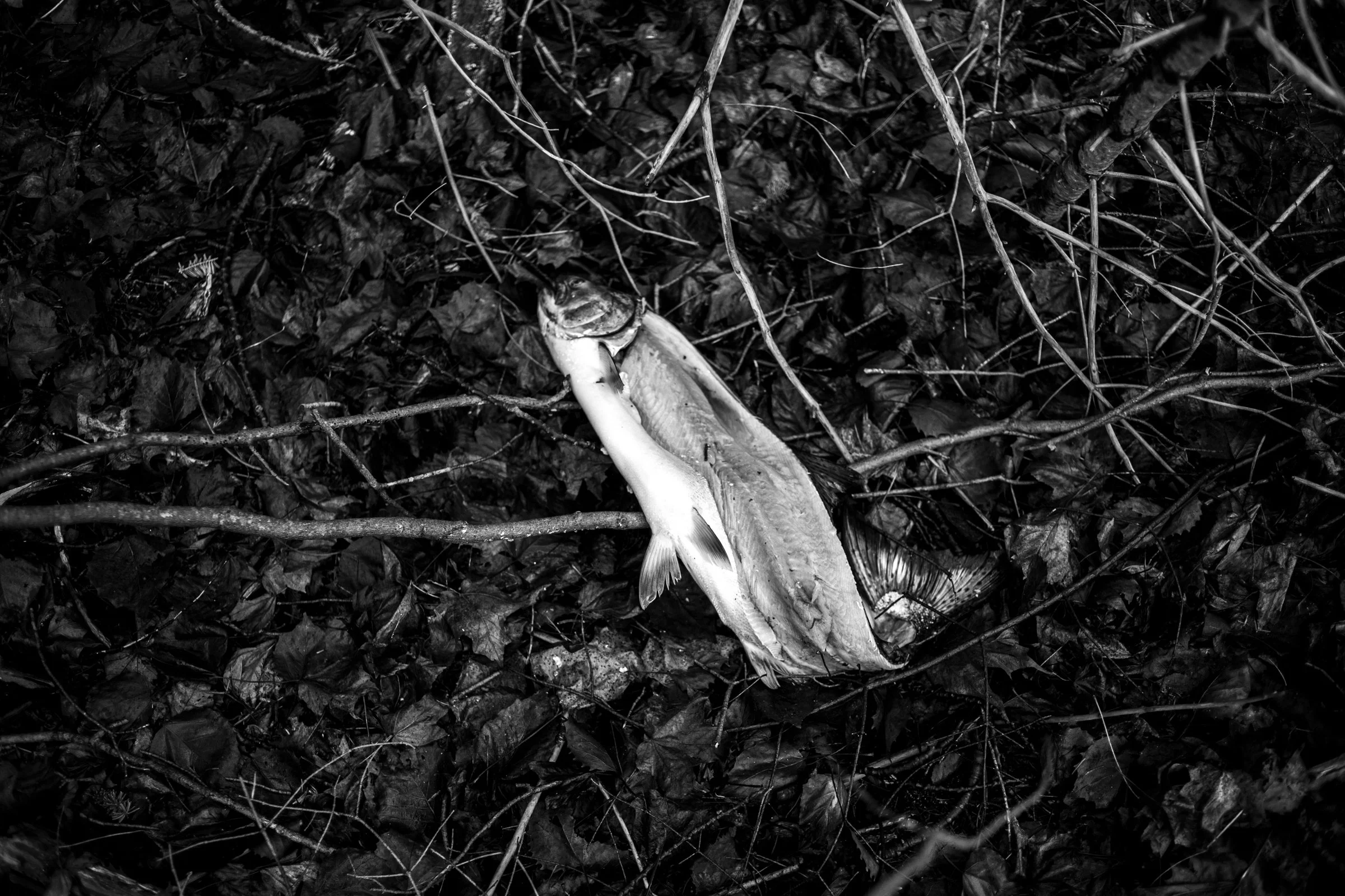 Circular Journeys: Draft Edition