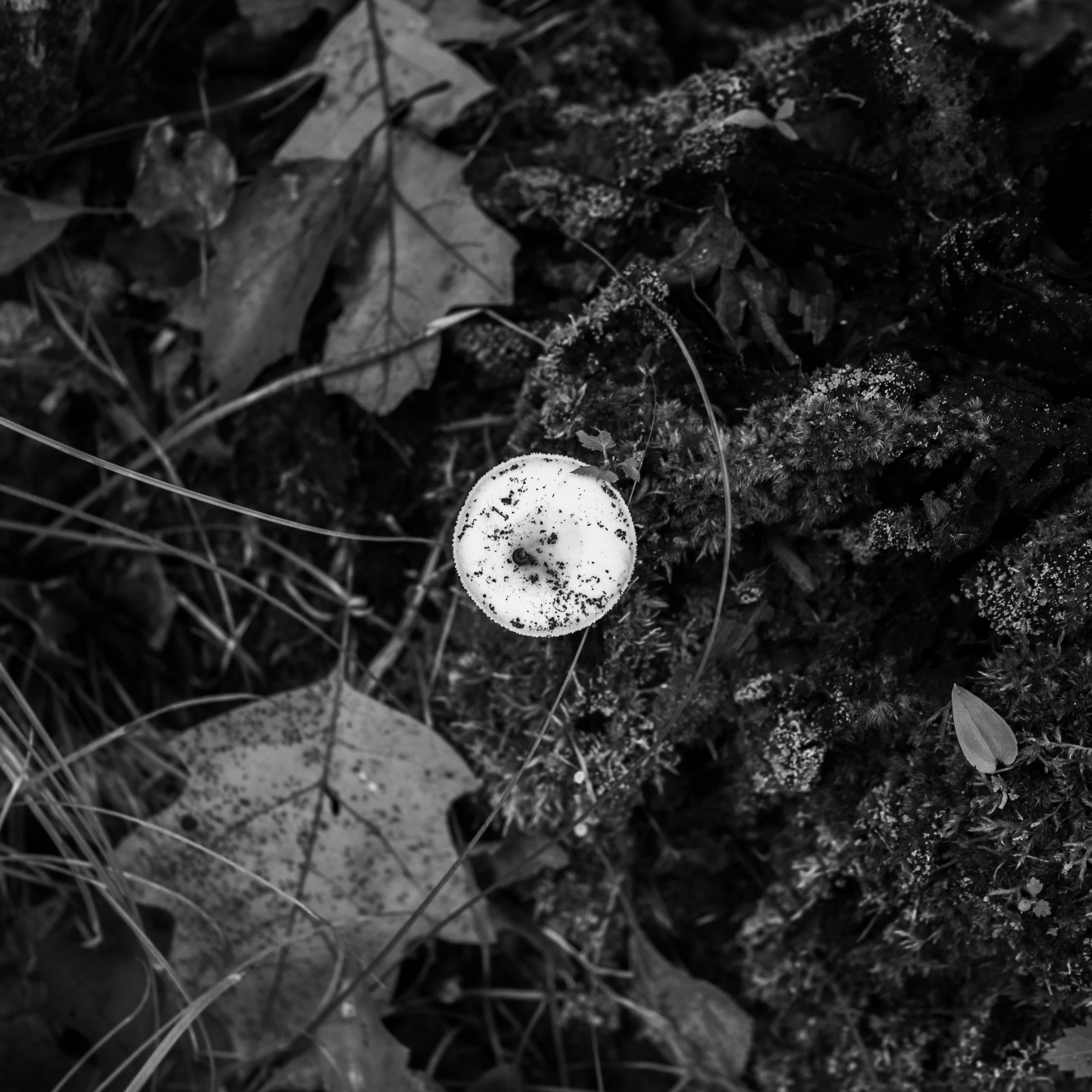 Before the book is written...