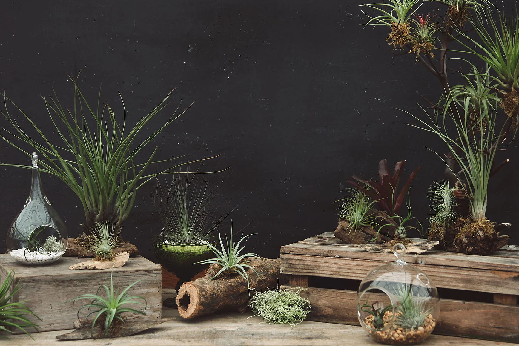 Image: Hoen's Garden Centre