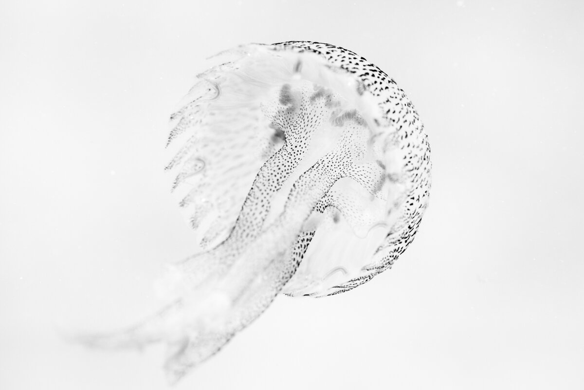 Jellyfish-5.jpg