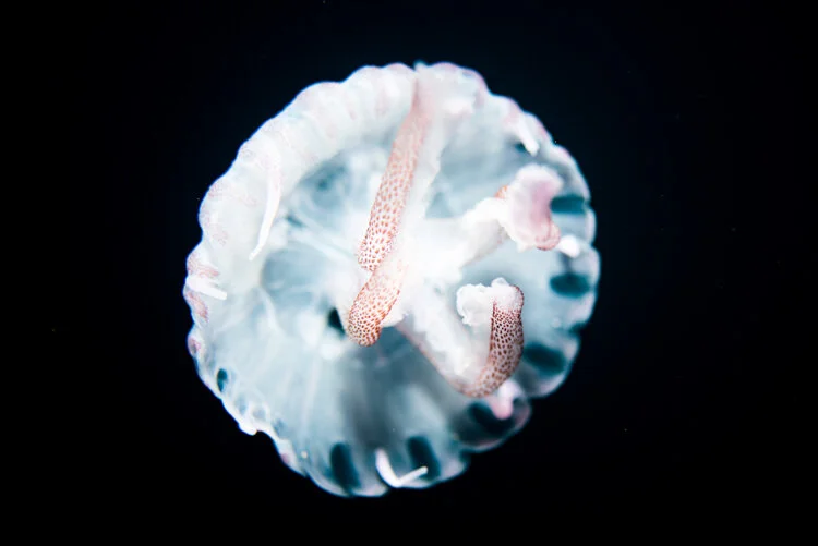Jelly_Small-2.jpg
